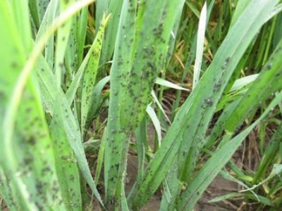 The role of high efficiency Beta-cypermethrin