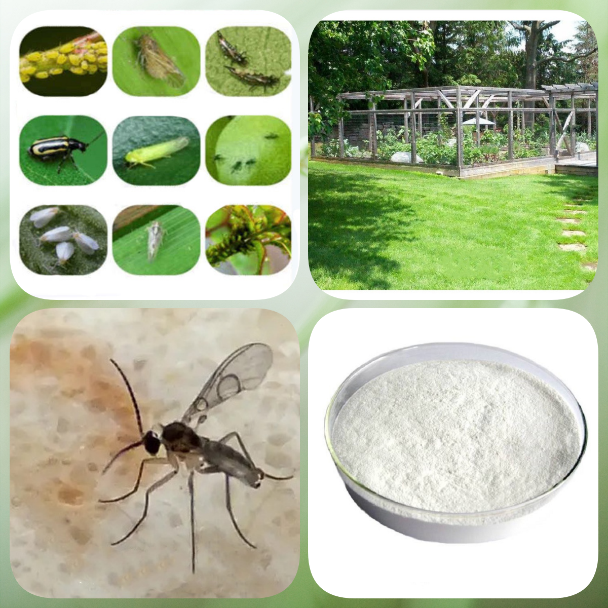 What is the main pest control of pyriproxyfen? How to use it?