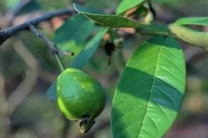 How to use Lufenuron tips