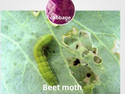 The Function And Efficacy of The Pesticide Abamectin