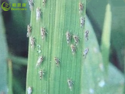 Action and efficacy of deltamethrin