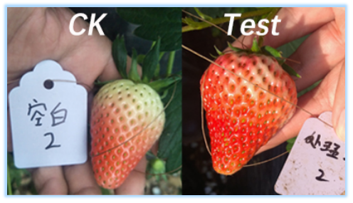 The uses and benefits of Gibberellic acid (The correct usage of Gibberellic acid)