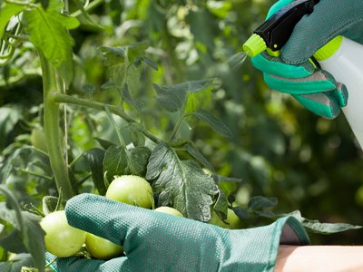 The uses and benefits of Gibberellic acid (The correct usage of Gibberellic acid)
