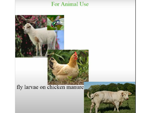 The Role of Cyromazine in Breeding farm