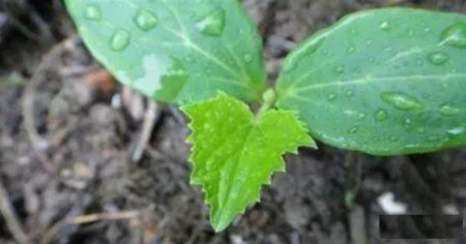 Which one has a better rooting effect, naphthylacetic acid or indolebutyric acid
