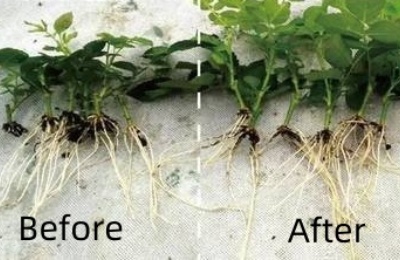 Which one has a better rooting effect, naphthylacetic acid or indolebutyric acid