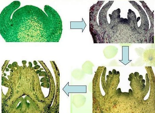 6-KT Kinetin 98% Tc Plant Growth Regulator