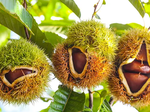 Introduction to the quality of fresh chestnuts