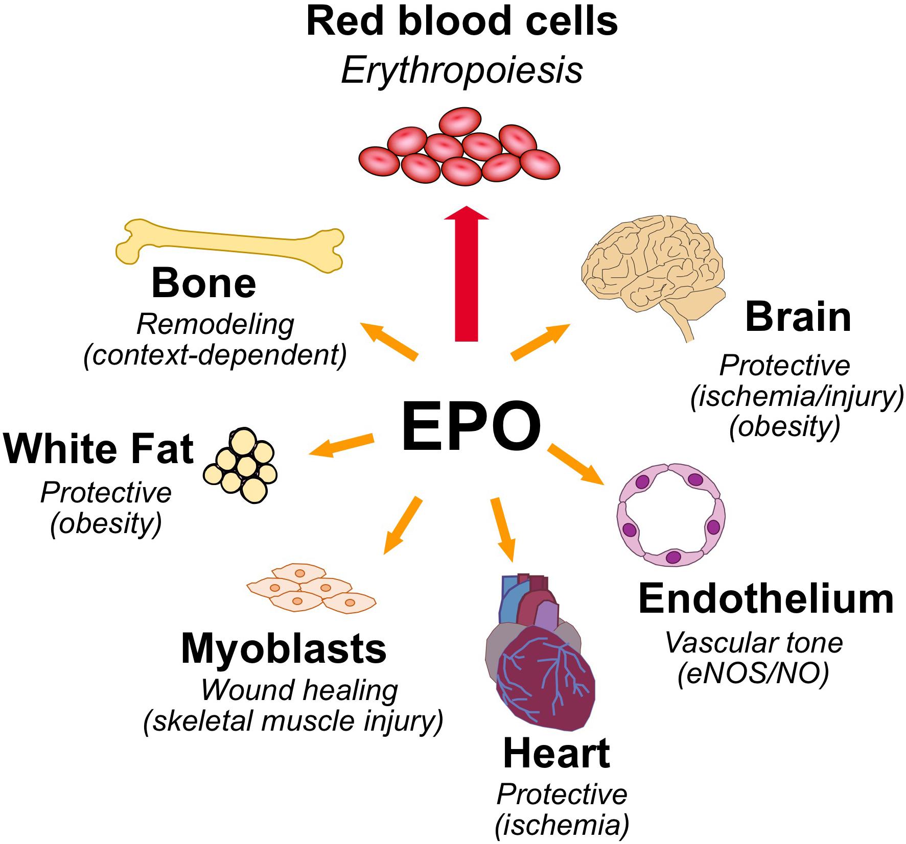 Erythropoietin can help essential hormone for red blood cell production ?