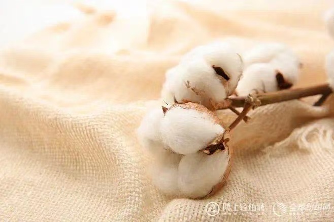 Cotton half annual report