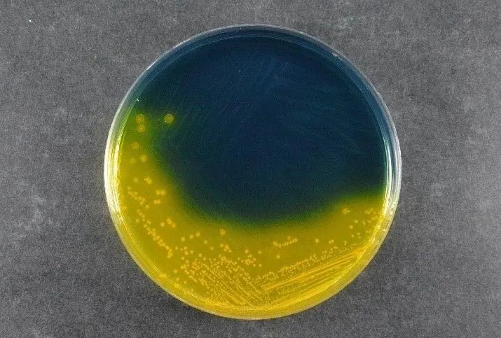 Baird-Parker Agar Base: Reliable Isolation of Coagulase-Positive Staphylococci by BABIO