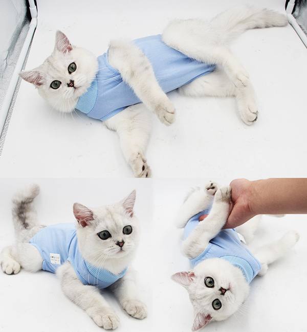 cat recovery suit,recovery suit for cats,pet recovery suit