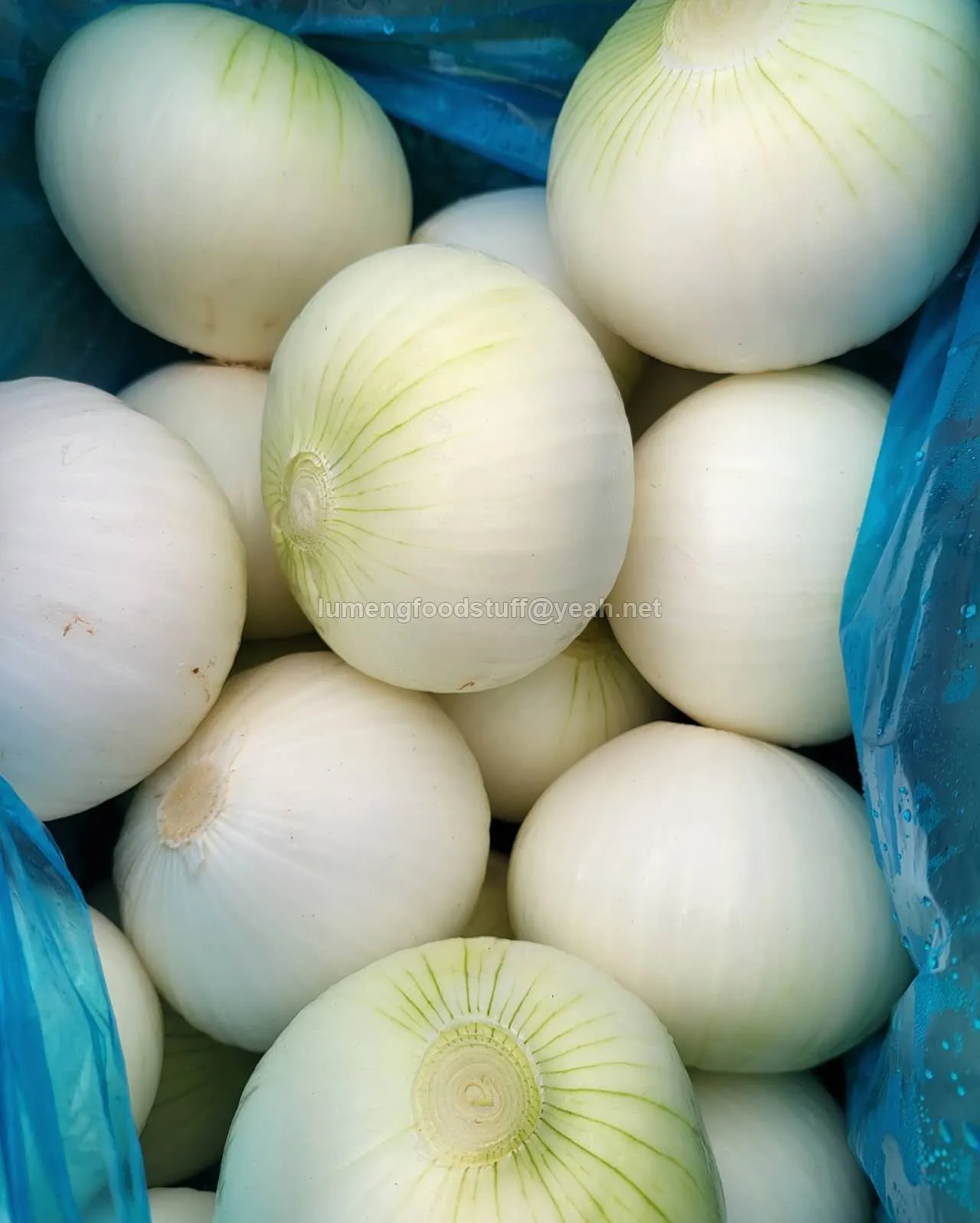 fresh onion,onion