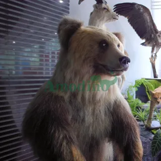 Animatronic simulation bears for museum exhibition