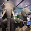 Animatronic simulation elephant for exhibition