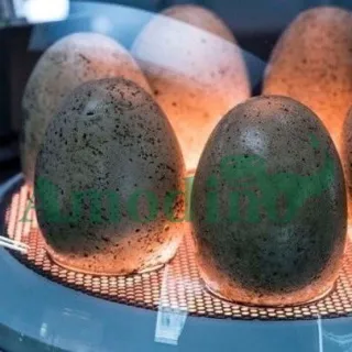 Dinosaur Eggs Dragon eggs Animatronic Incubator
