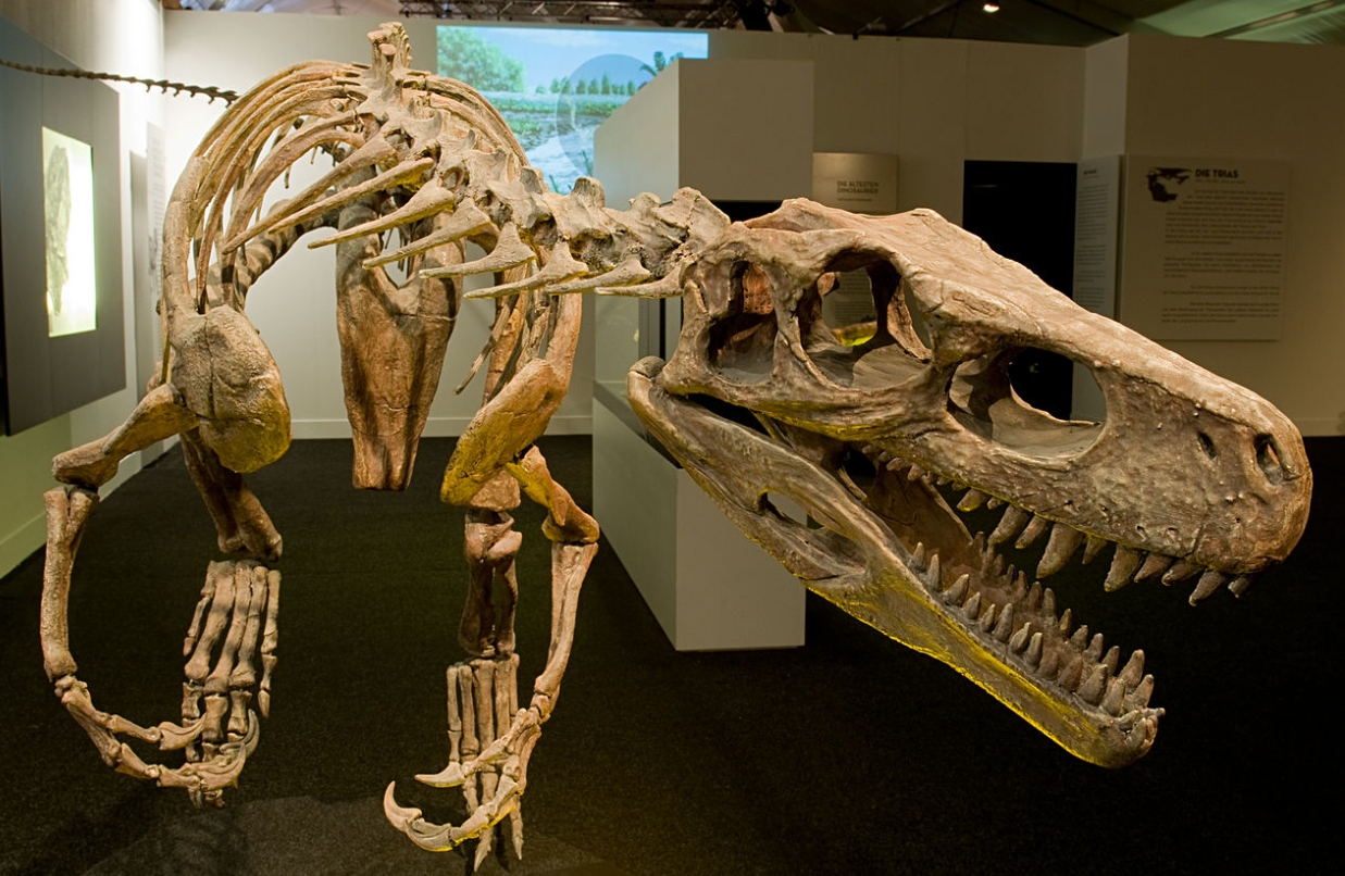 The lizard of Victorino Herrera----Herrerasaurus