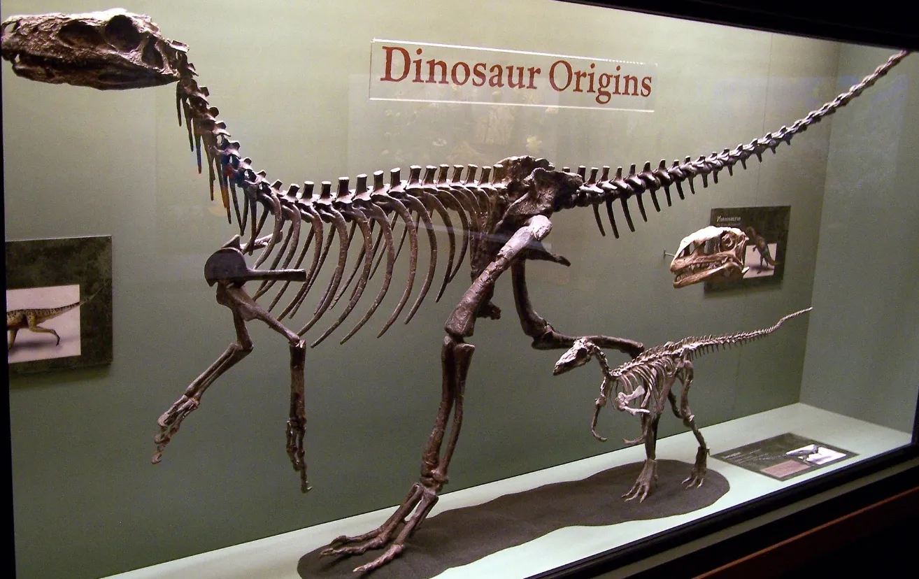 The lizard of Victorino Herrera----Herrerasaurus
