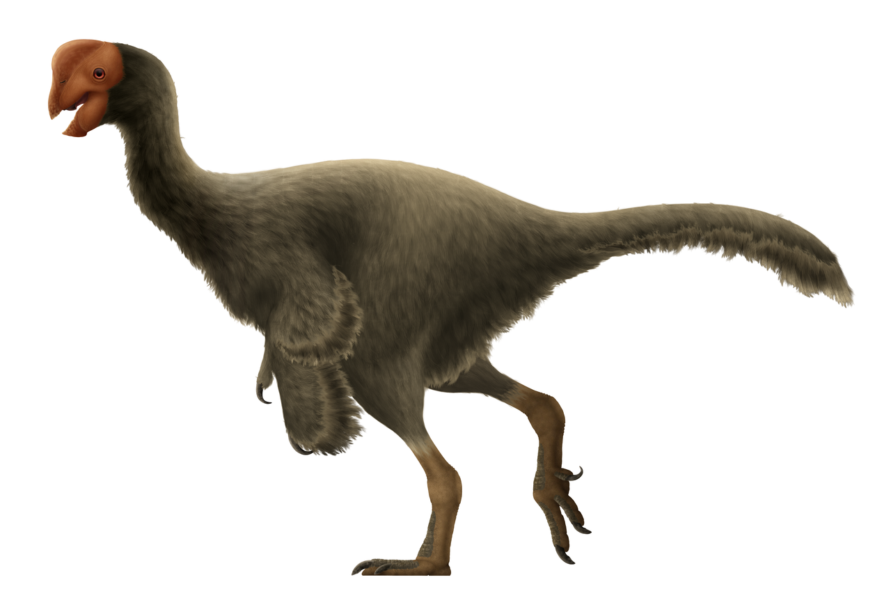 Oviraptor------'Egg Thief'