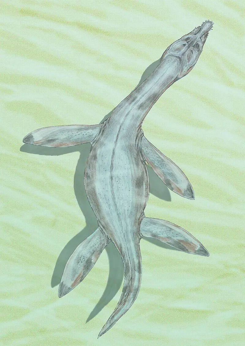 Transparent Limaysaurus lizards beyond the ordinary