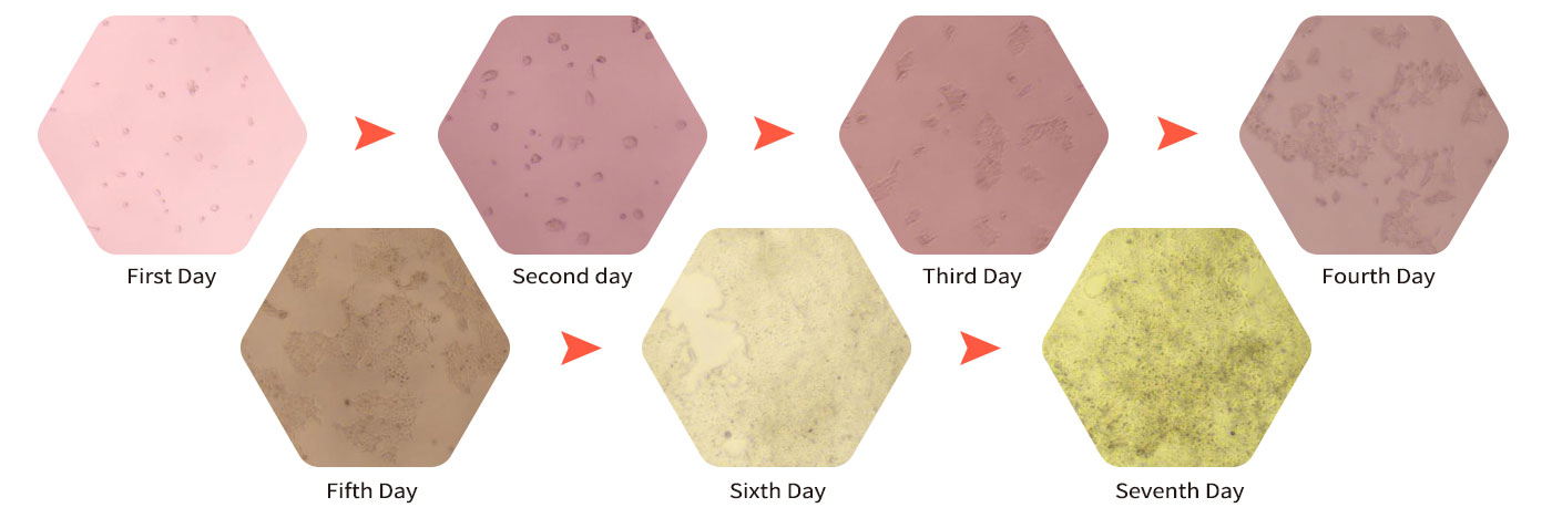 Multi-layers Cell Factory