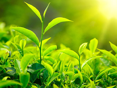 2025 Global Tea Packaging Trends