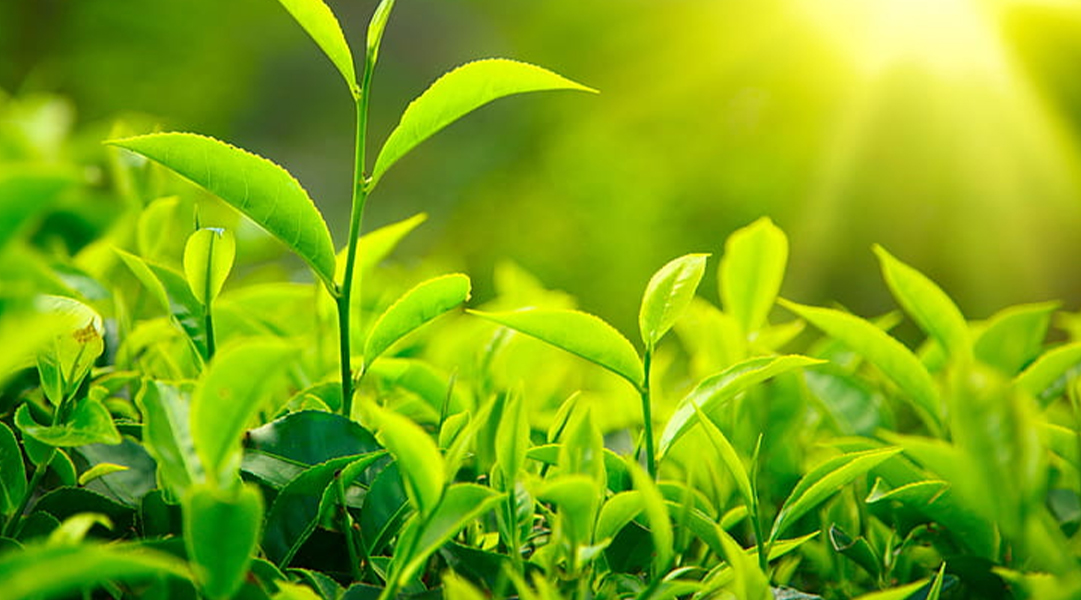 2025 Global Tea Packaging Trends