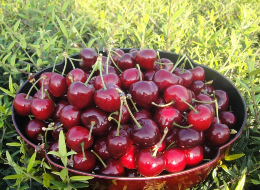 Hebei Ruinui Fruits Launches Groundbreaking 40cm Cherries, Targeting U.S. Premium Market