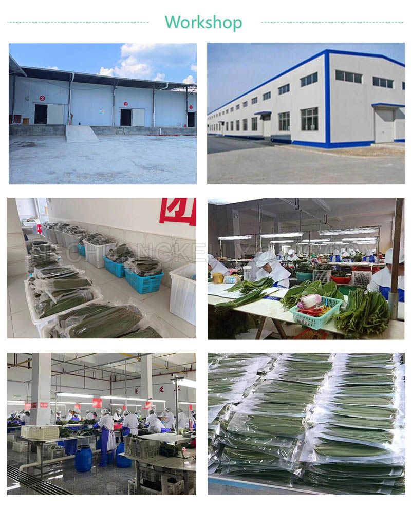 Green Bamboo Leaves and Houba Leaves Manufacturer