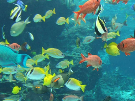 Aquariums And Fish Tank