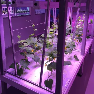 Nft Growing Container Greenhouse