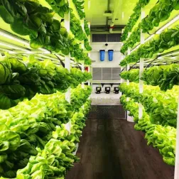 Shipping container vegetable growing
