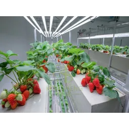 Strawberry Hydroponics System Container Farm