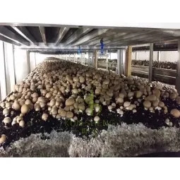 Shipping container mushroom farm