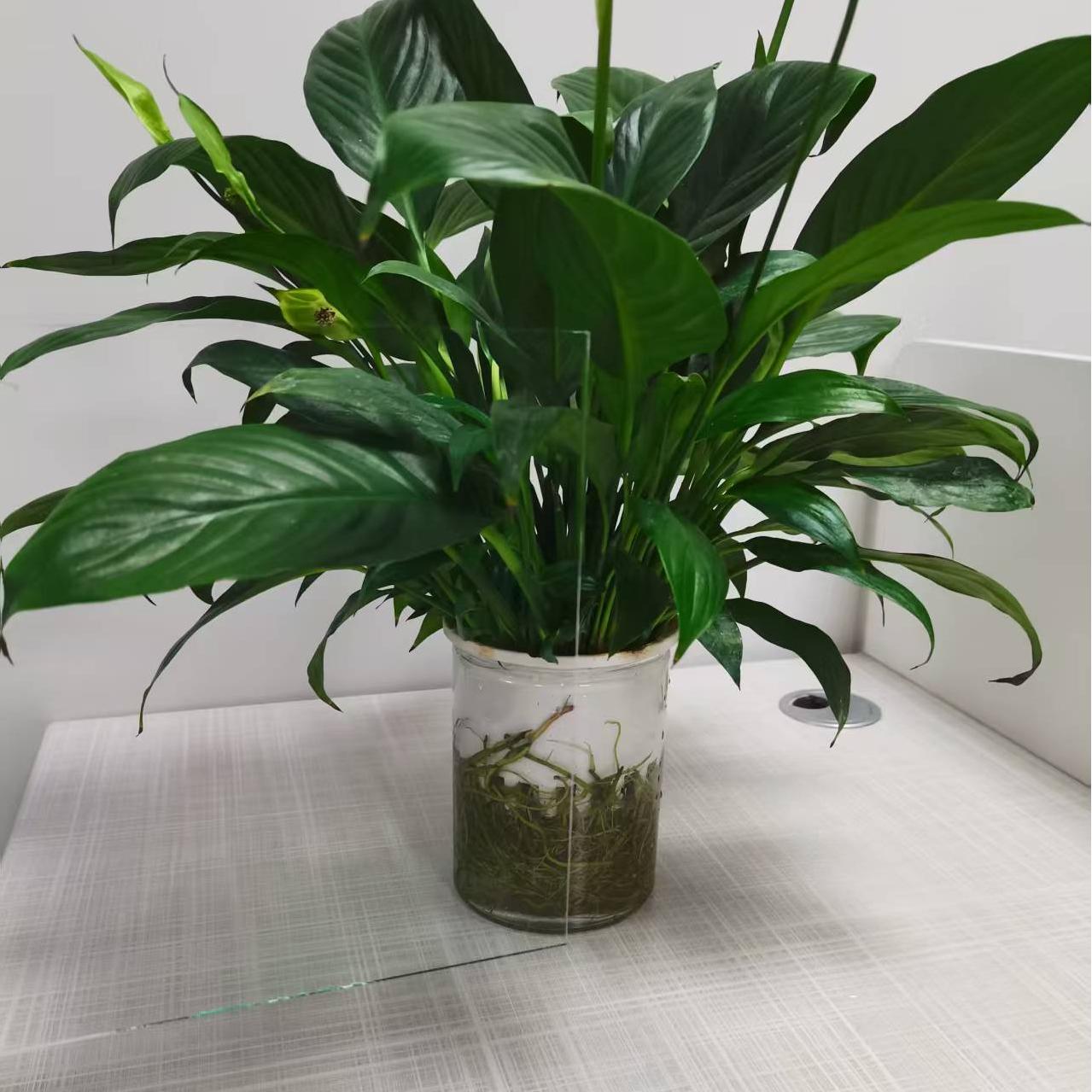 Breakthrough in Anti-Reflective Glass Technology: Clearer Screens and More Efficient Energy Usage
