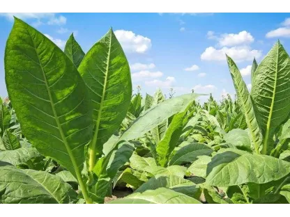 Malawi records 55% increase in tobacco sales this season