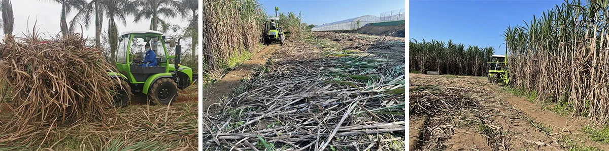 Sugar cane cultivation