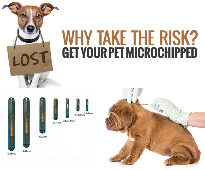 Implantable RFID Glass Microchip Tag For Pet Tracking