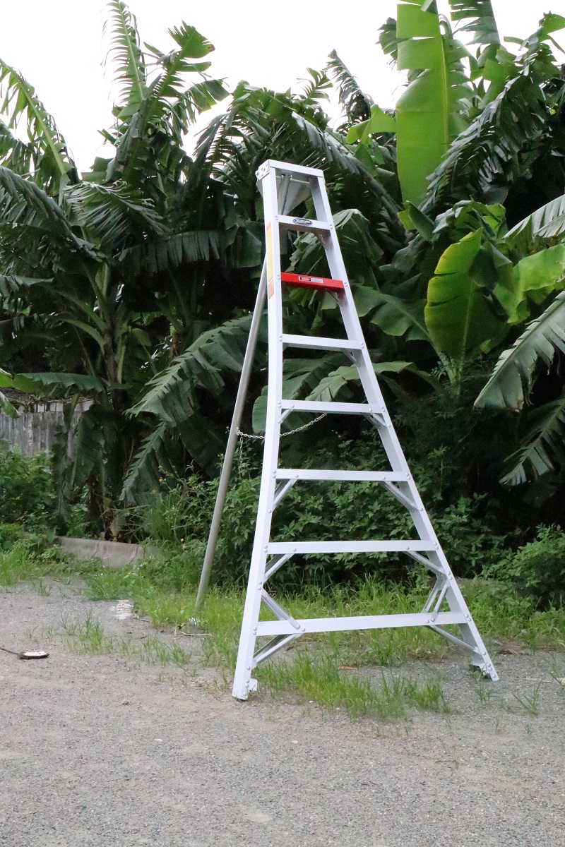 Orchard ladder assists in efficient picking season operations