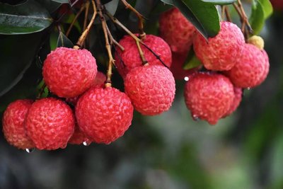 lichia, fruta lichia, lichia fresca lichia, fruta lichia, lichia fresca