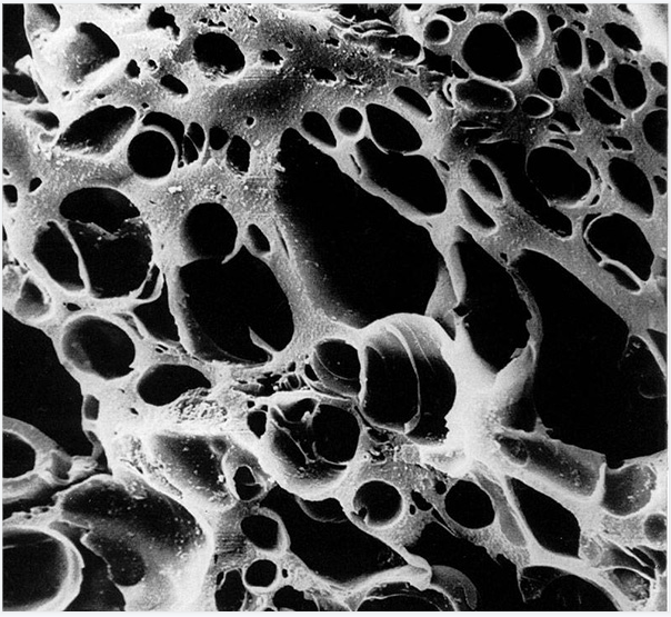 Pore distribution structure and function of granular activated carbon