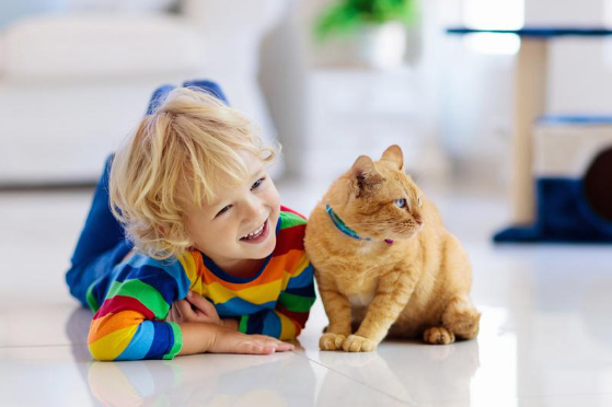 Activated carbon cat litter deodorant, creating a fresh pet-friendly space