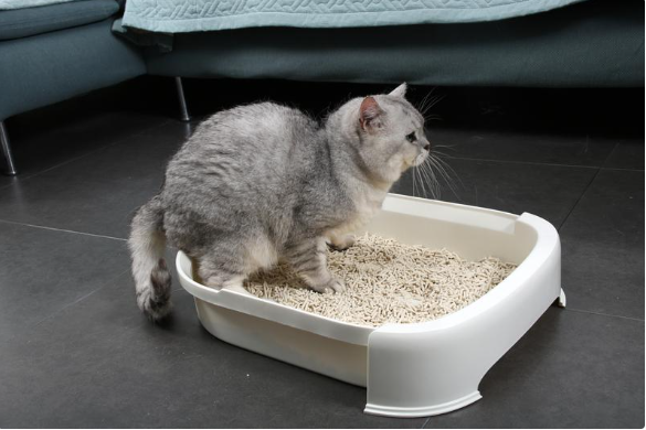 Activated carbon cat litter deodorant, creating a fresh pet-friendly space