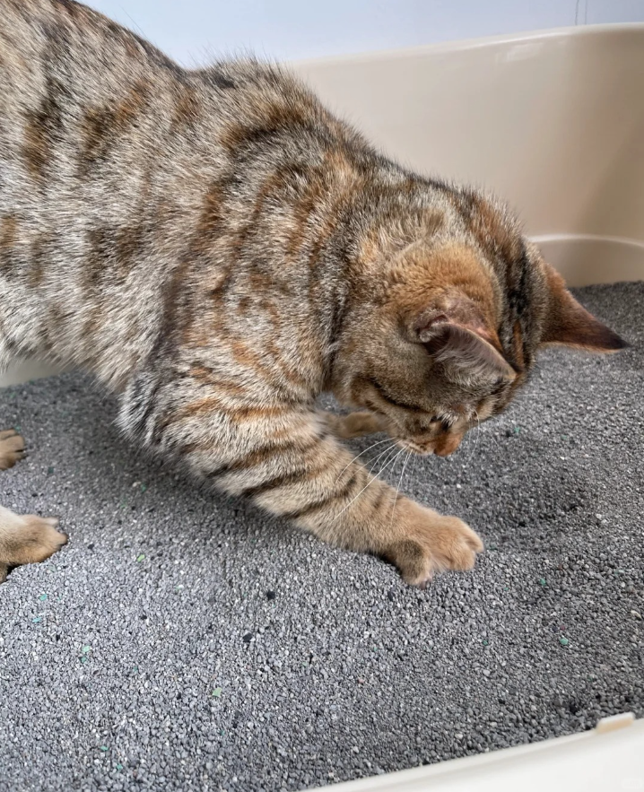 Activated carbon cat litter deodorant, creating a fresh pet-friendly space