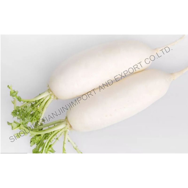 Fresh White Radish