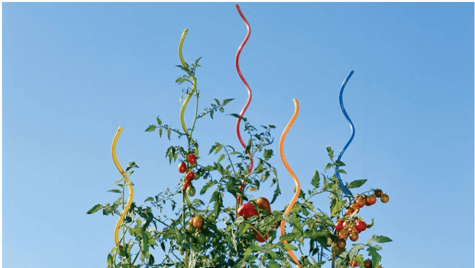 Garden Plant Support – Tomato Spiral Stakes