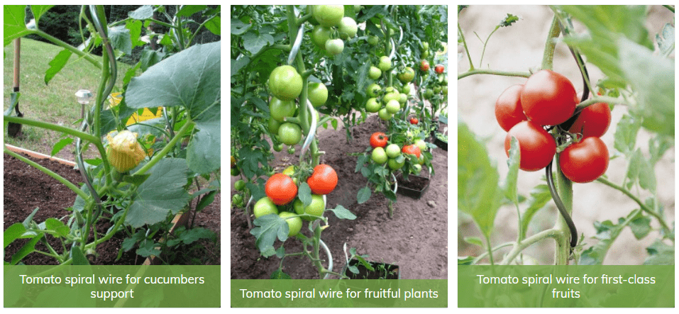 Garden Plant Support – Tomato Spiral Stakes