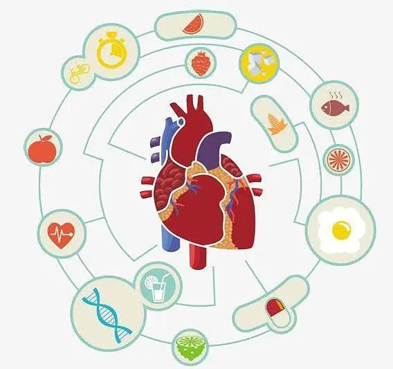 Boost Blood Vessel Health