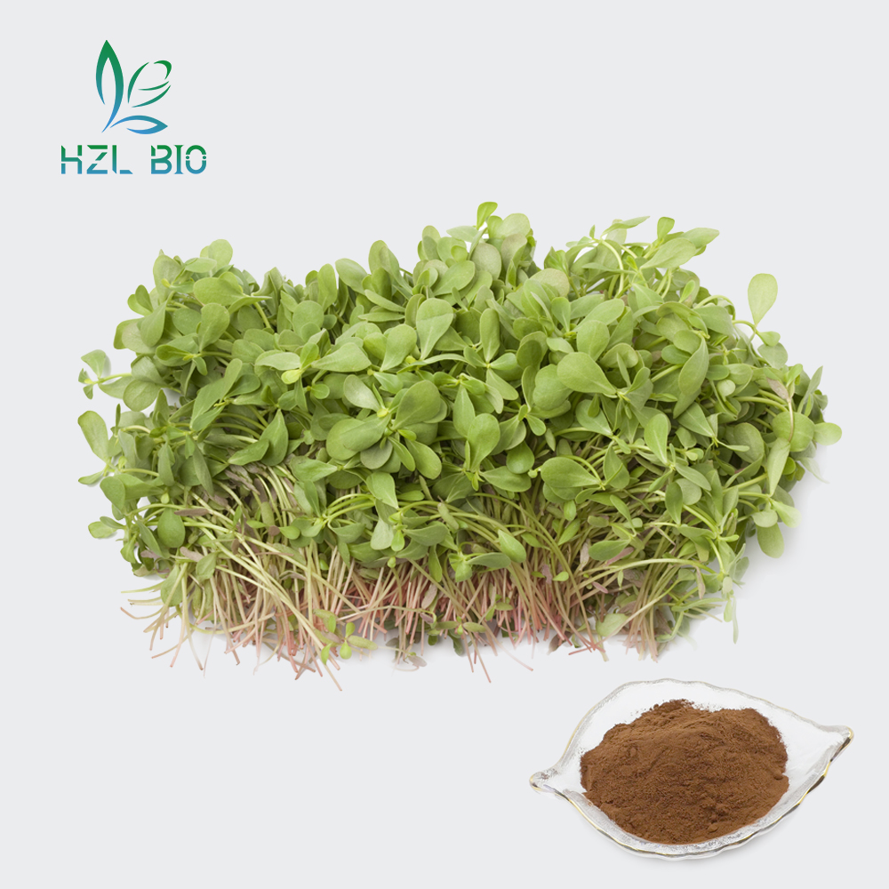 Purslane Extract,portulaca oleracea extract