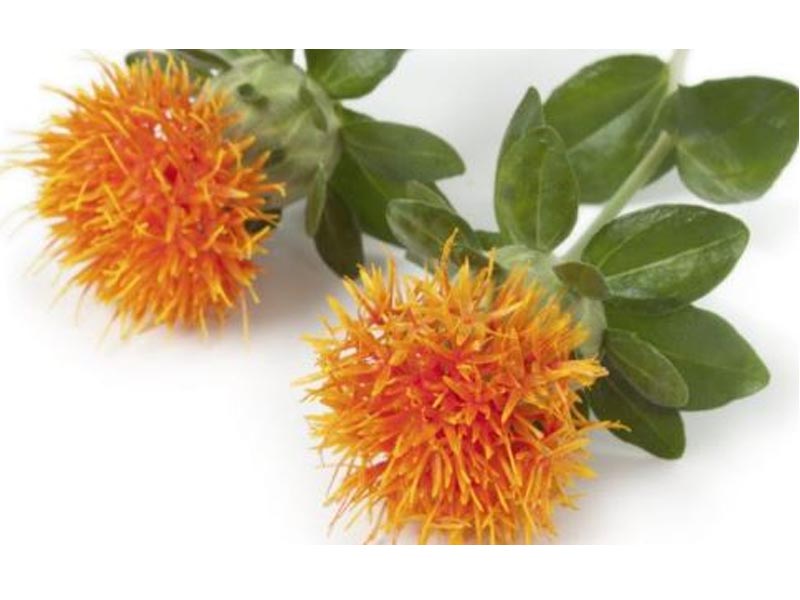 Regulations Dynamic | Safflower 5 Three New Raw Material Declaration Was Accepted